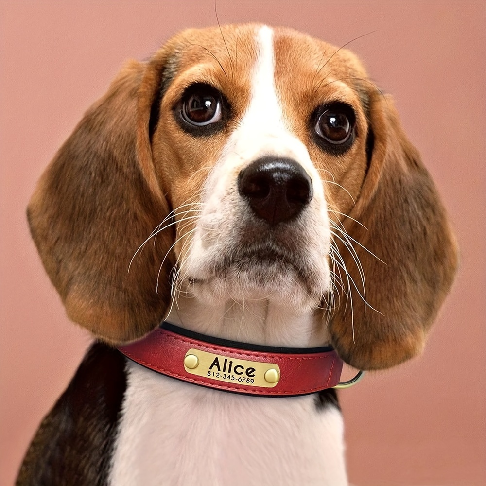 Beagle collars 2025 with name plates