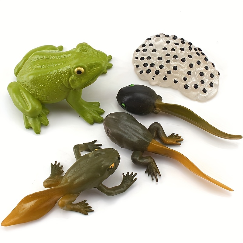 5PCS Frog Animal Life Cycle Model Figures Realistic Frog Life Stages Model  Toy Figures Educational Development Toys For Accessories Children Learning