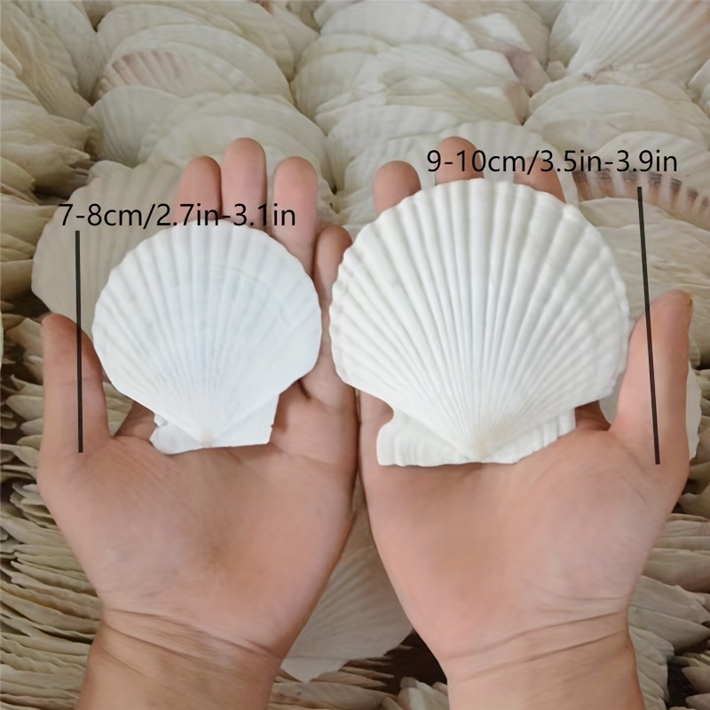 Natural Sea Shells Crafts, Sea Shells Decoration