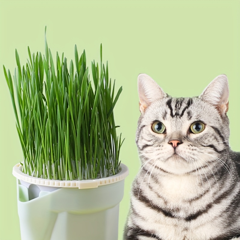 1pc Bol D'herbe À Chat Planteur D'herbe À Chat Hydroponique - Temu