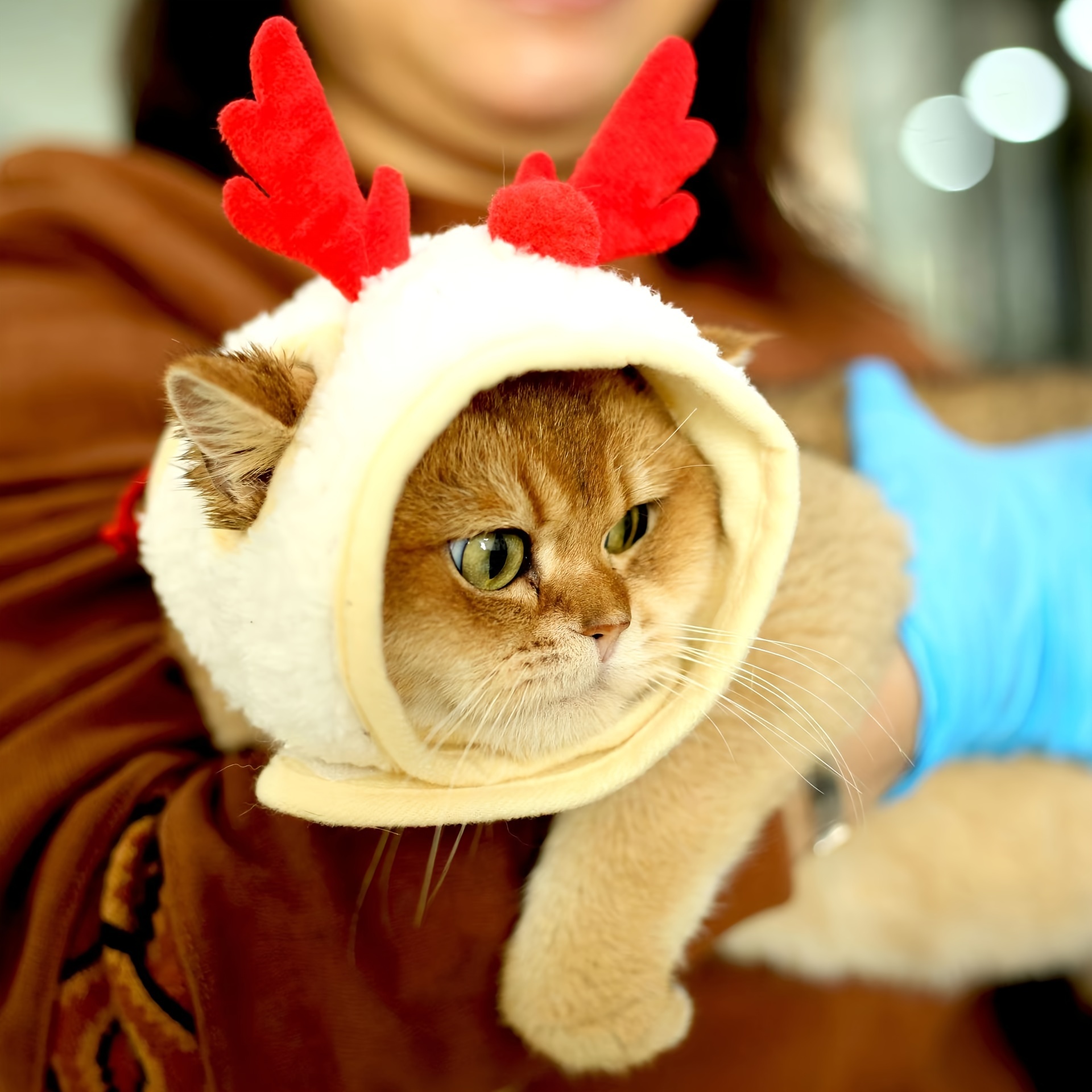 Delikate Katzenmütze Wolle Haustiere, Lustige Kopfbedeckung Kleine Hunde,  Süße Cartoon-katzenkappe Weihnachten Halloween, 24/7 Kundenservice