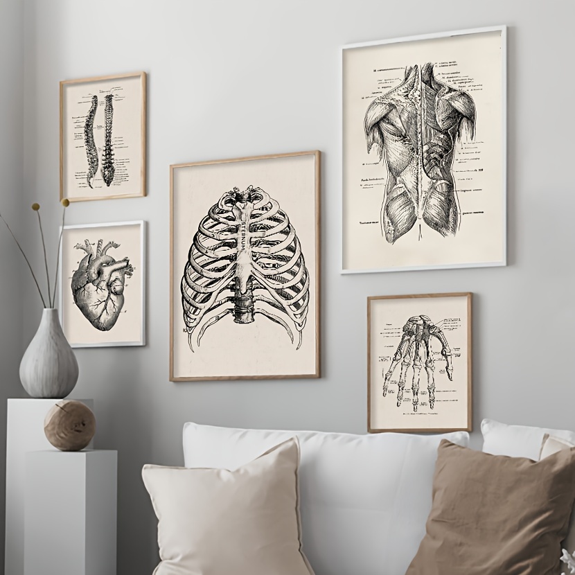 Human Anatomy Medical Graphics | Vintage Posters Wall Decor - Vintage  Posters Art - Aliexpress