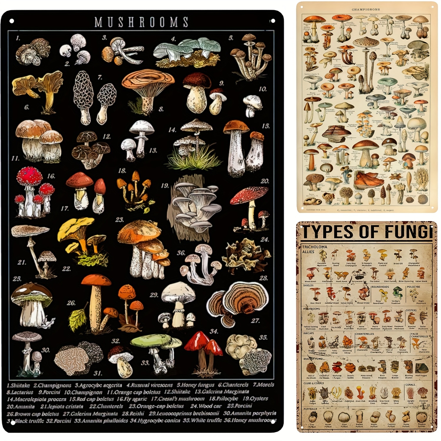 types of fungi species
