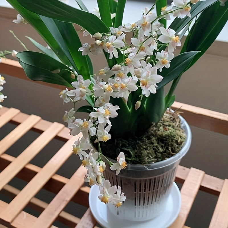 1 Confezione, Speciale Vaso Orchidee In Plastica Traspirante E