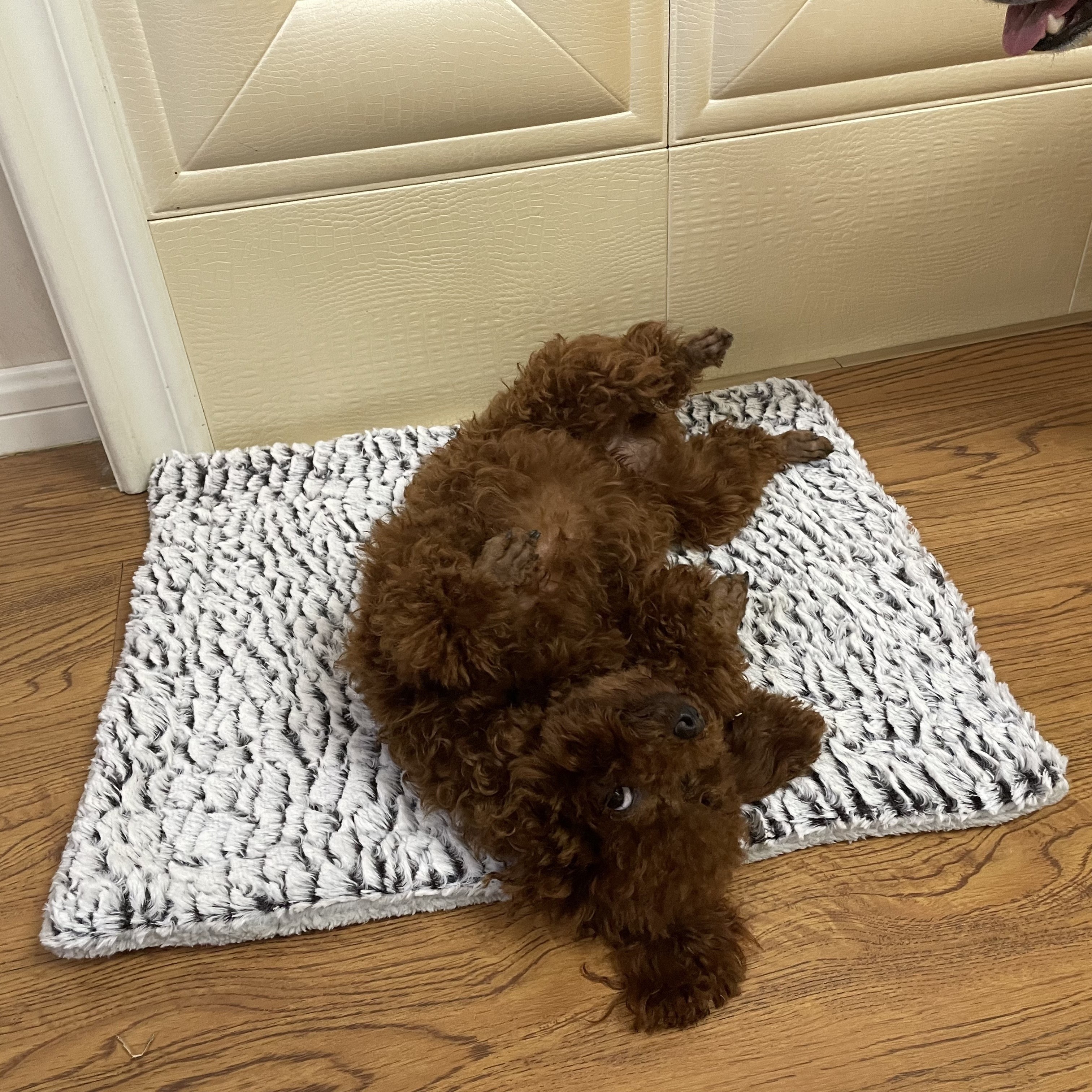 Outdoor Dog Mat, Dog Crate Mat, Pet Blanket Mat, Dog Floor Mat