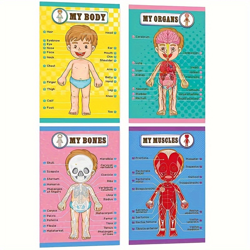 2 Pezzi Poster Educativi A4 Sul Corpo Umano E Sulle Parti Del Corpo Per  Bambini, Cartina Anatomica A Fumetti, Poster Educativi Per L'infanzia,  Forniture Didattiche Per La Scuola Materna, Decorazione Della Classe