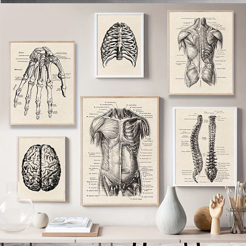 1 Pezzo Vintage Stampa Tela Poster Anatomia Umana Educazione - Temu Italy