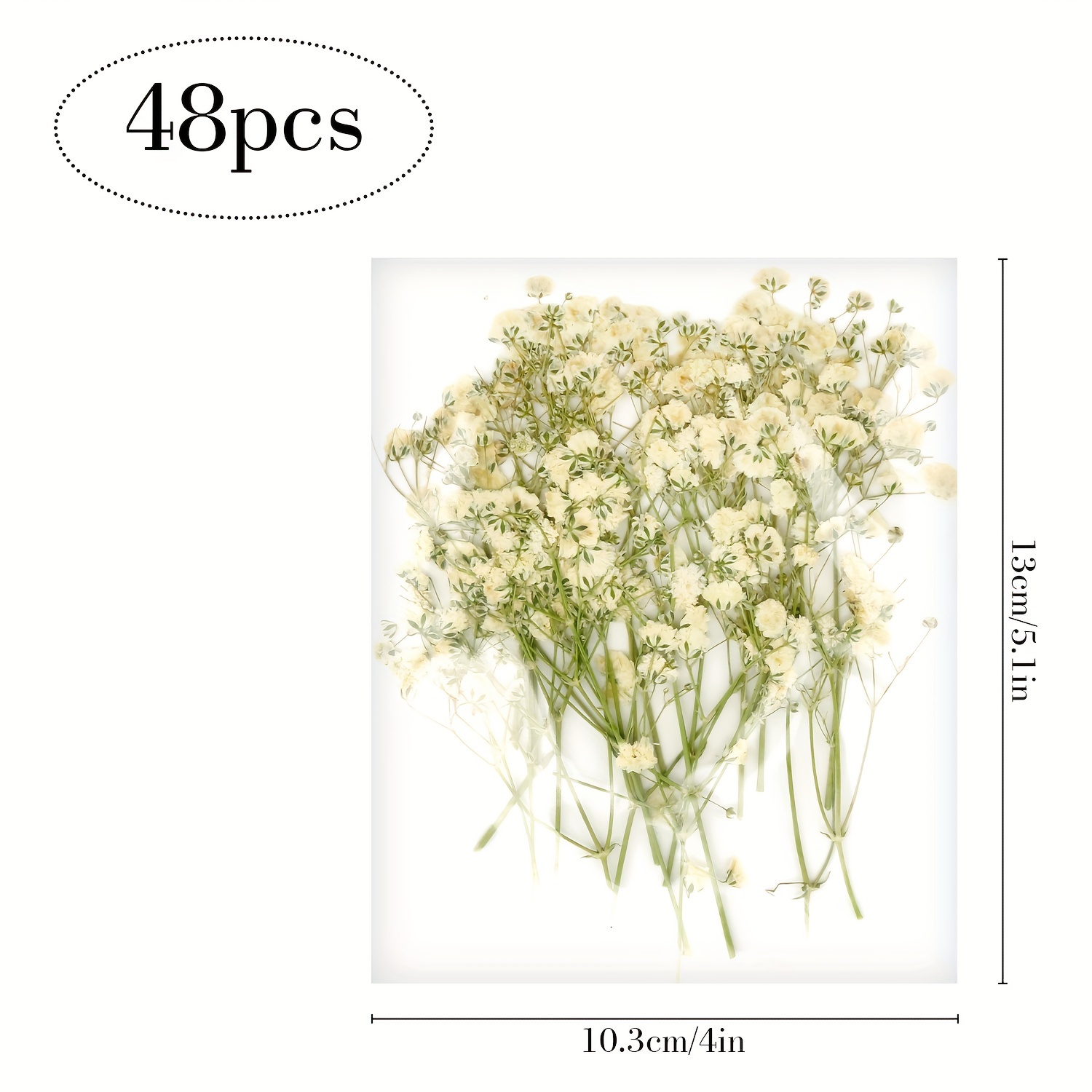 48 Pezzi Fiore Essiccato Pressato Fiori Gypsophila Real - Temu Italy