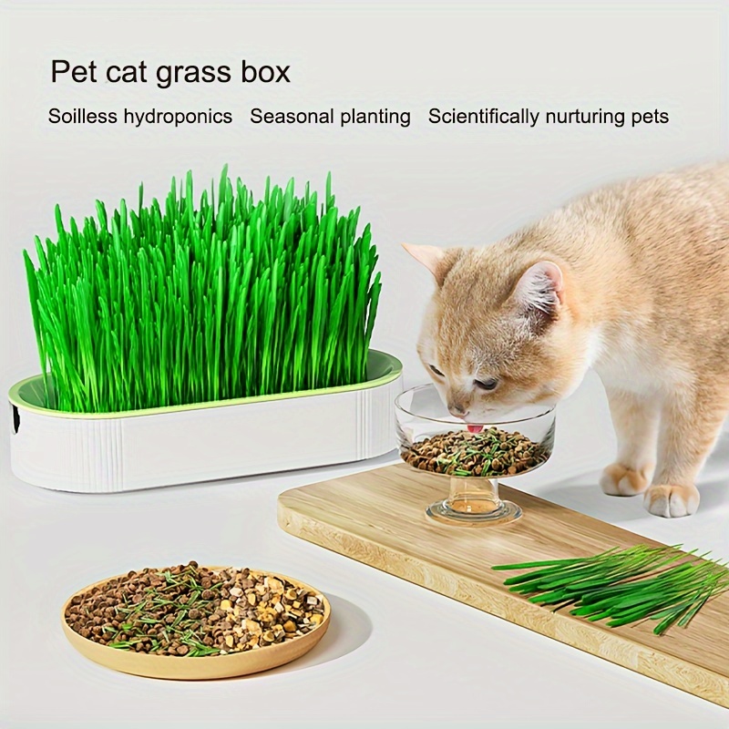 Plateaux de germination de plantes, pot de fleurs d'herbe à chat, plateau  de démarrage de graines d'herbe à chat, kit de culture de l'herbe à chat