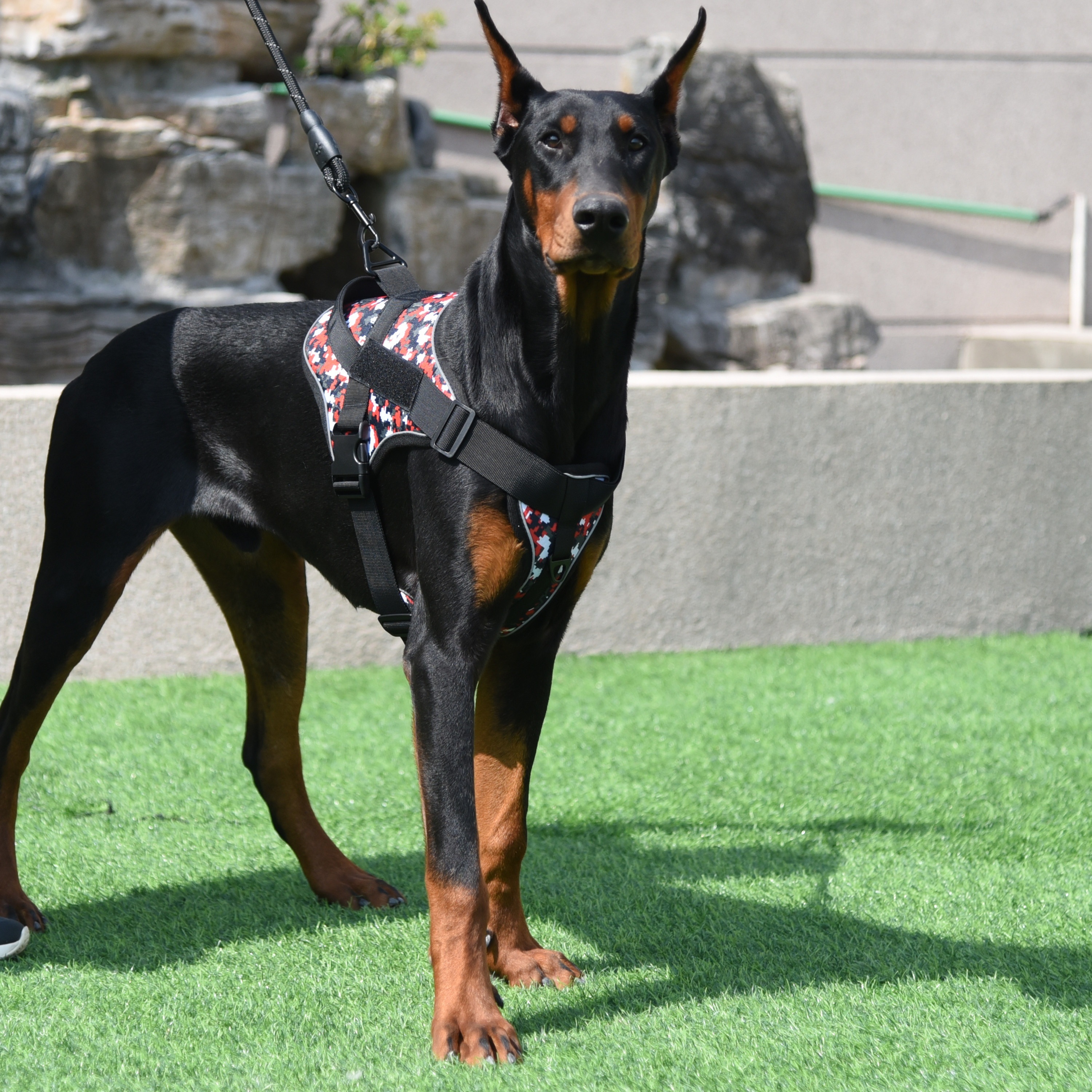 Doberman tactical clearance harness