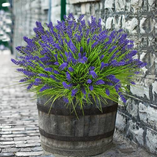 10pcs Artificial Plants Outdoor Fake Monkey Grass With Lavender Flowers, UV Resistant Fake Flowers Greenery Shrubs Plants For Decoration, Outdoor Plants Hanging Planter Home Garden Decor, Aesthetic Room Decor, Home Decor