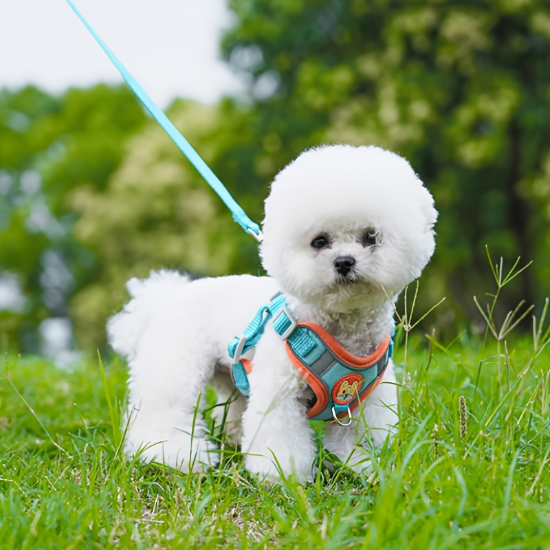 Harnais Étape Laisses Chien Ensemble Concepteur Gilet Pour Animaux