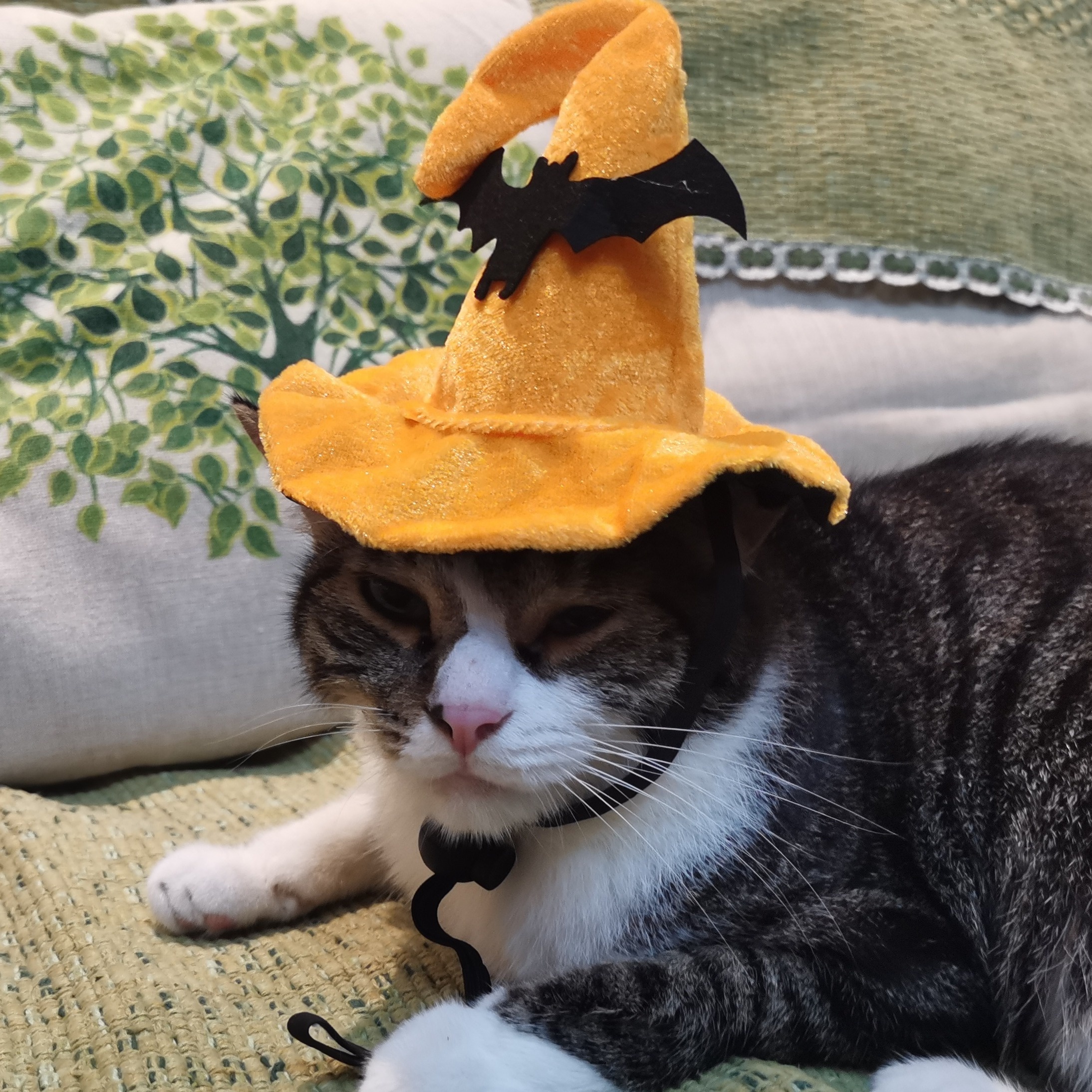 Catdog hat hot sale