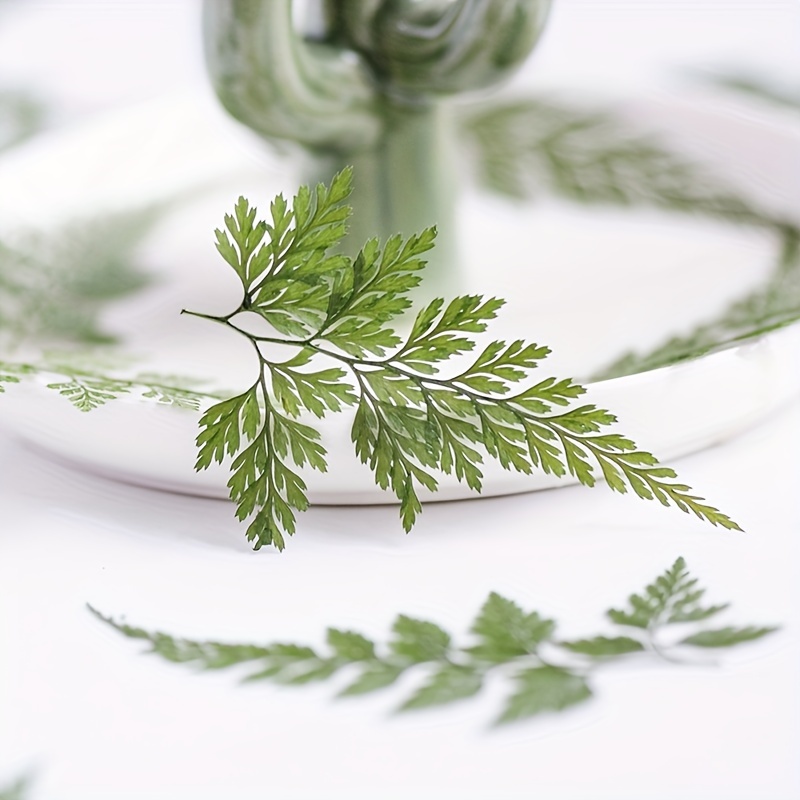 Fabbay 200 Pcs Pressed Dried Flowers Leaves Real Natural Ferns Dried Leaves  Plant Dried Greenery for Resin Art Arrangements Home Wedding DIY Crafts