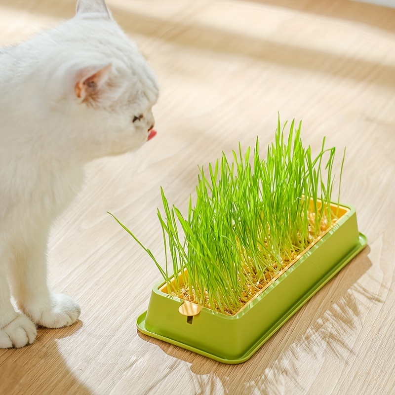 Halatua Kit de culture d'herbe à chat – Kit de culture hydroponique en  forme de poisson sans sol avec plateau en maille pour intérieur ou  extérieur : : Animalerie