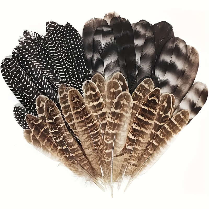 Wild Turkey Feathers 