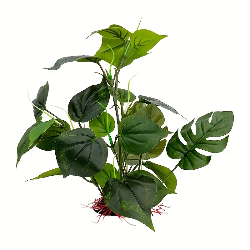 palmenmann monstera Monstera Pertusum (Fensterblatt) kaufen? | Alfredo
