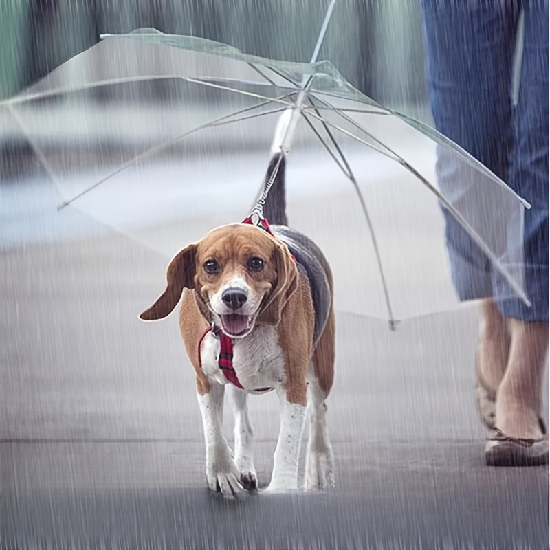 Dog lead shop with umbrella