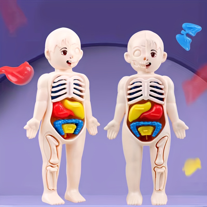 13 Pz Anatomia Umana Organo Modello Di Struttura - Temu Italy