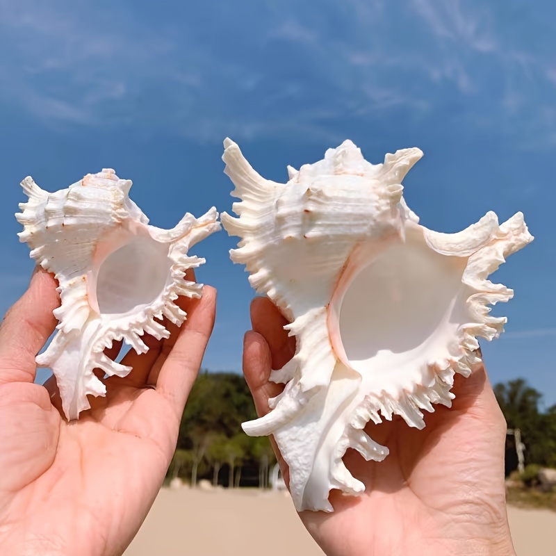 Ocean Inspired Aquarium Decorations Natural Sea Shells Conch Shells White  Coral And Starfish Ornaments - Pet Supplies - Temu