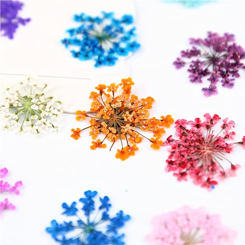 

12/24/36 Colors Natural Dried Flowers For Nail Art, Full Bloom Starry Sky Nail Decoration, Diy Colorful Large Dry Flowers For Manicure Accessories