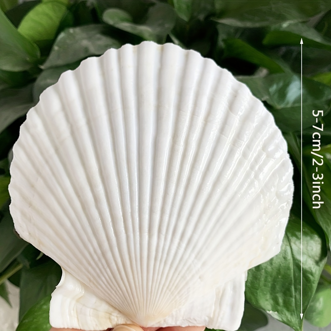 Scallop Shells For Crafts 2 White Large Natural White - Temu