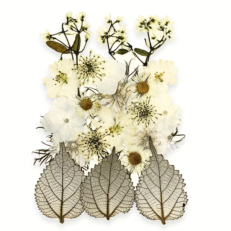 White Dried Flowers Dried Pressed Flowers Leaves Natural - Temu