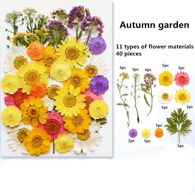 BIHRTC 100PCS Dried Flowers for Resin Real Dry Flower Natural Pressed Died  Leaves Sunflowers Chrysanthemum Resin Flowers Small Colorful Pressed  Flowers Daisies for Candle Jewelry Nail Pendant Making Yellow White