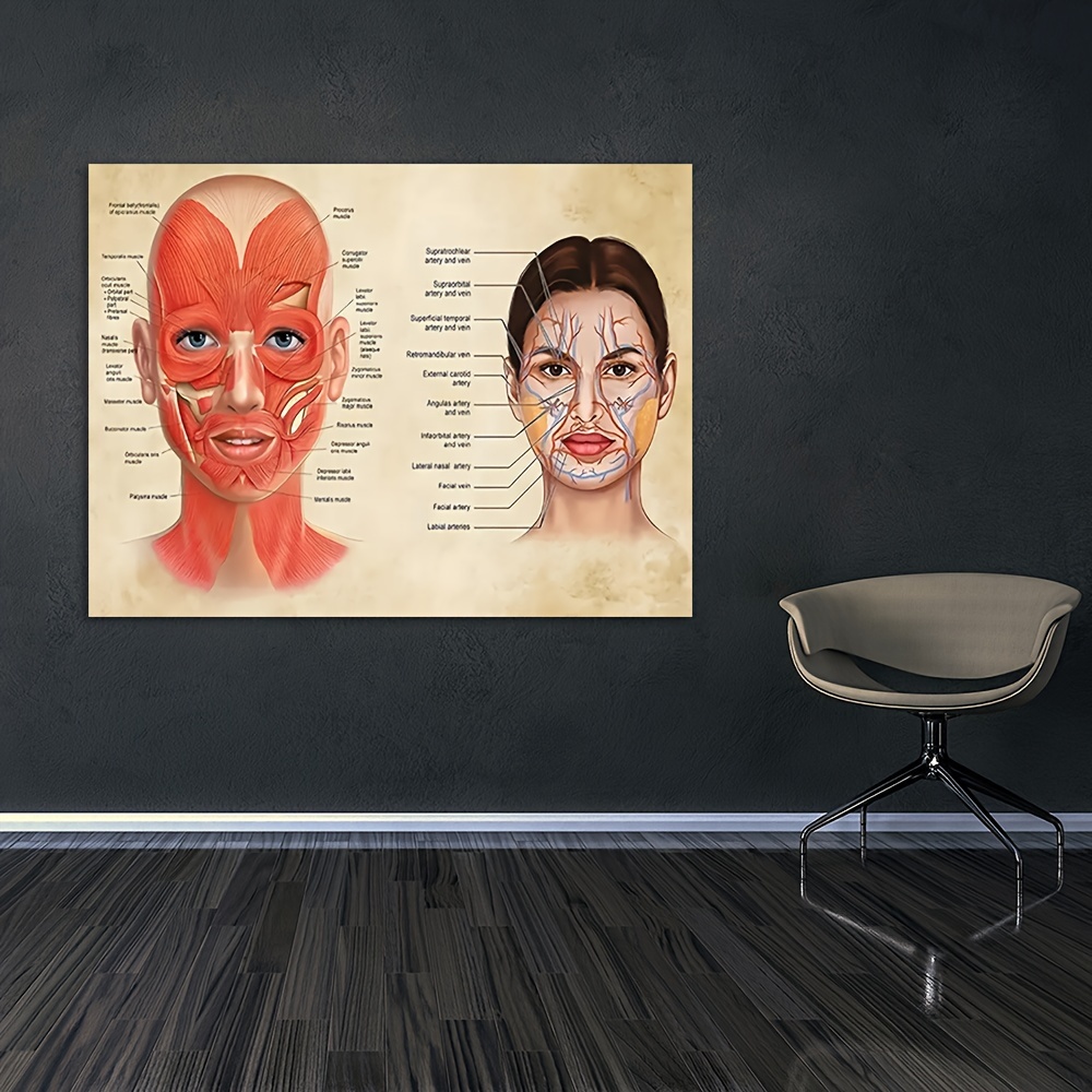 1pc Poster Anatomia Viso Muscoli Facciali E Vene Arte - Temu Switzerland