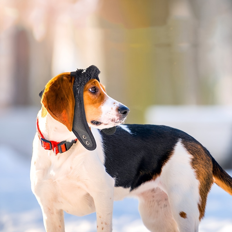 All About The Rottweiler Coonhound