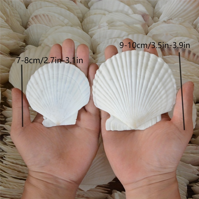 Scallop Shells For Crafts, Large Sea Shells For Decorating, White Natural  Sea Shells For Decoration - Temu Kuwait