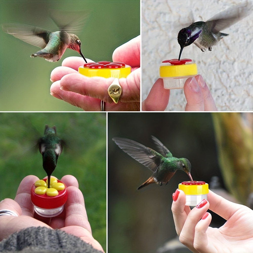 Colibri Sur Une Mangeoire à Oiseaux Avec Une Tête Verte Et Bleue