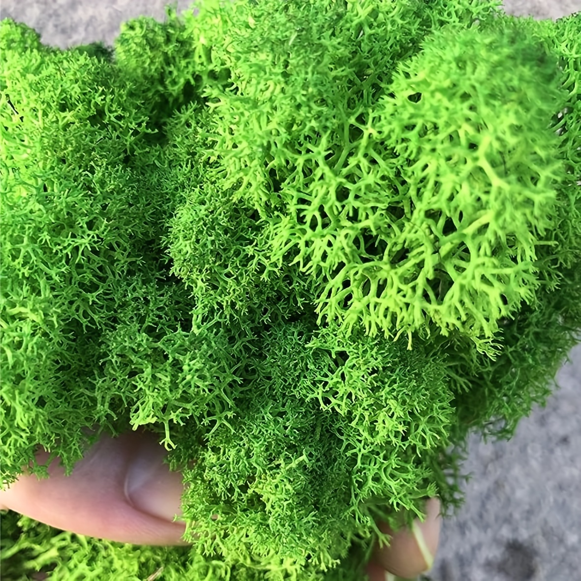 Reindeer Moss Spring Green 