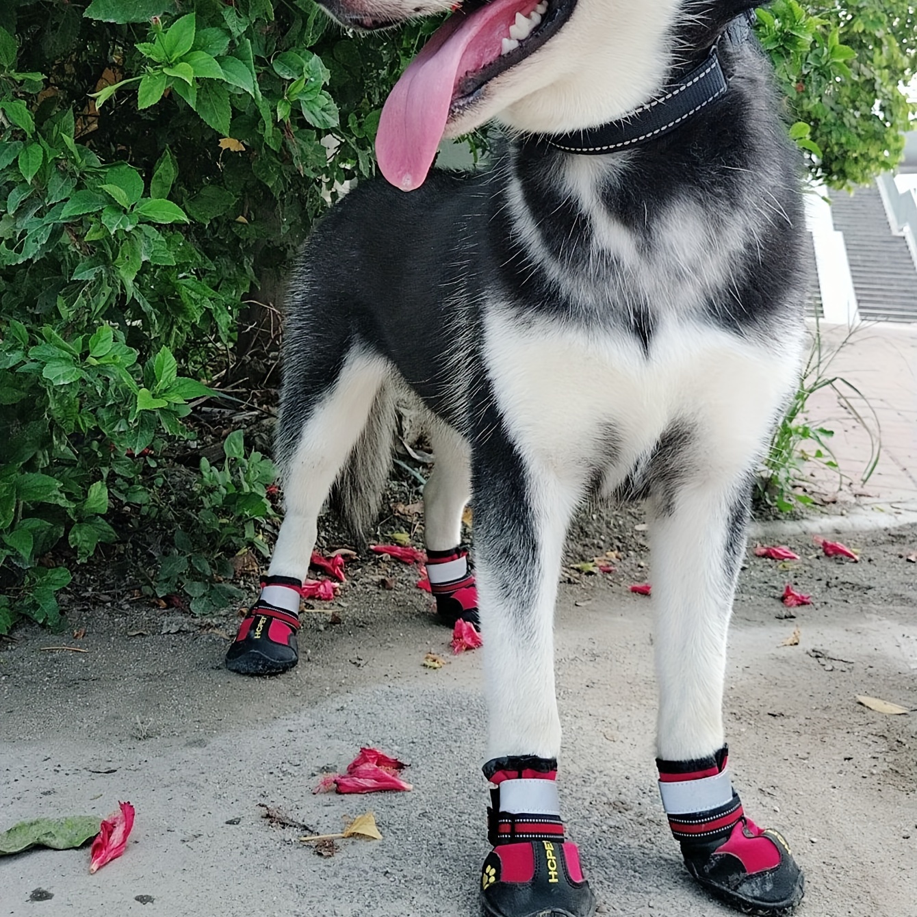 Husky shop puppy shoes