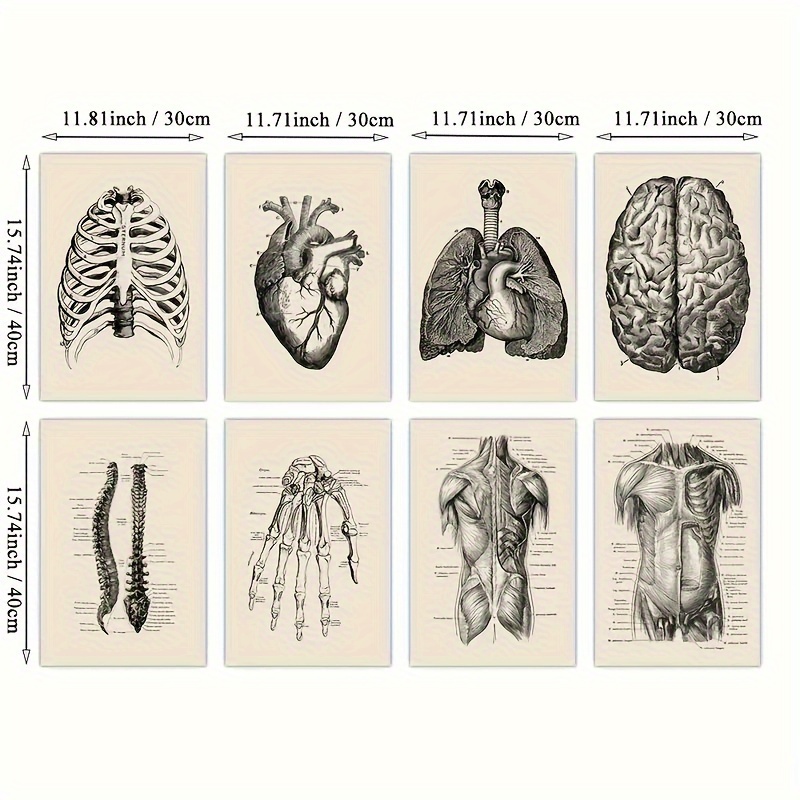 8 Pezzi Opere D'arte Vintage Anatomia Umana Scheletro - Temu