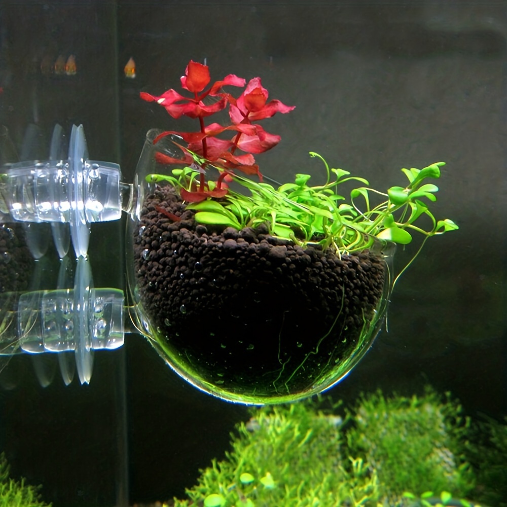 Acquario vaso per piante bicchiere cilindro di vetro con ventose per  coltivare semi di piante acquatiche muschio di corallo accessorio per la