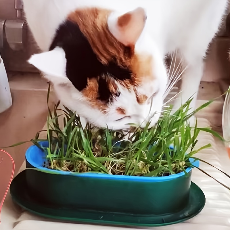 Kit de culture d'herbe à chat – Jardinière hydroponique pour chat – Sans  terre, sans saleté, sans désordre, sans odeur, design anti-creusement,  facile
