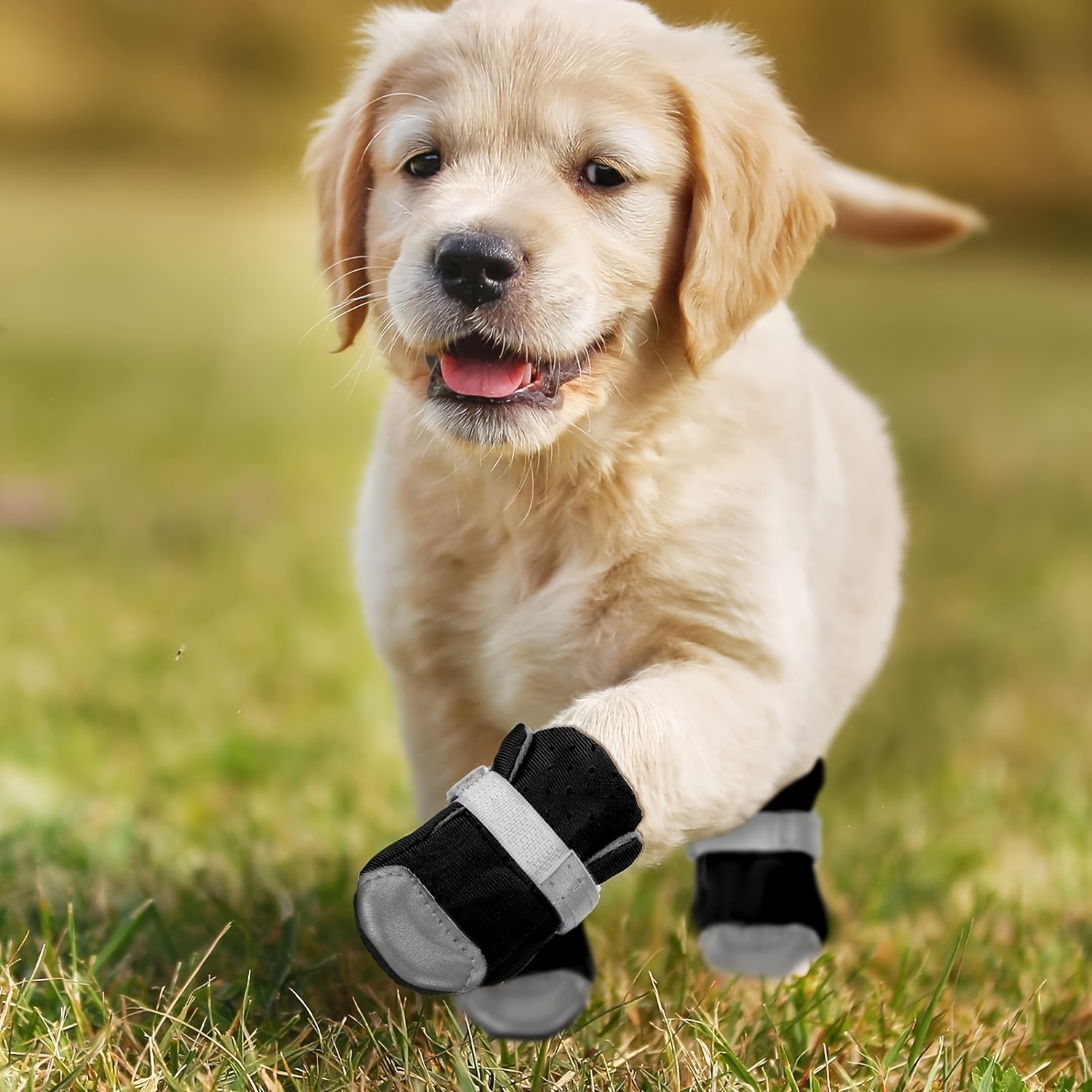 golden retriever rain boots