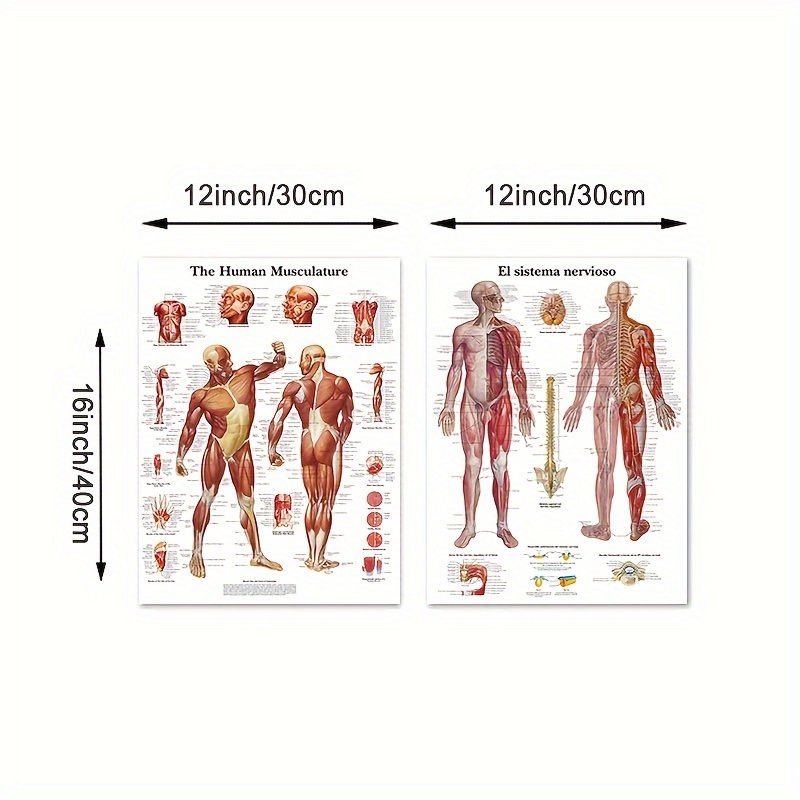 1pc The Human Musculature Tissue Science Poster Medical Wall