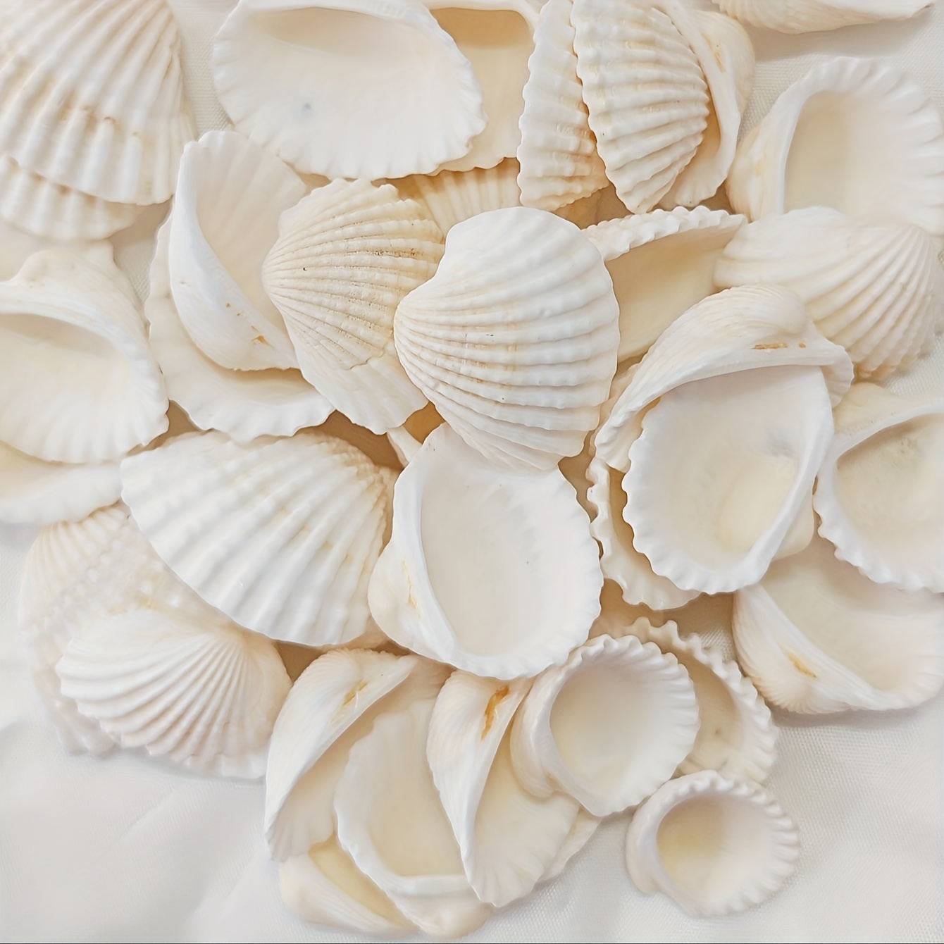 

100g Ocean Style Fashion White Stripe Shell Natural Clam Micro Fish Tank Landscape Bell Photo Frame Making Decorative Creative Jewelry Accessories