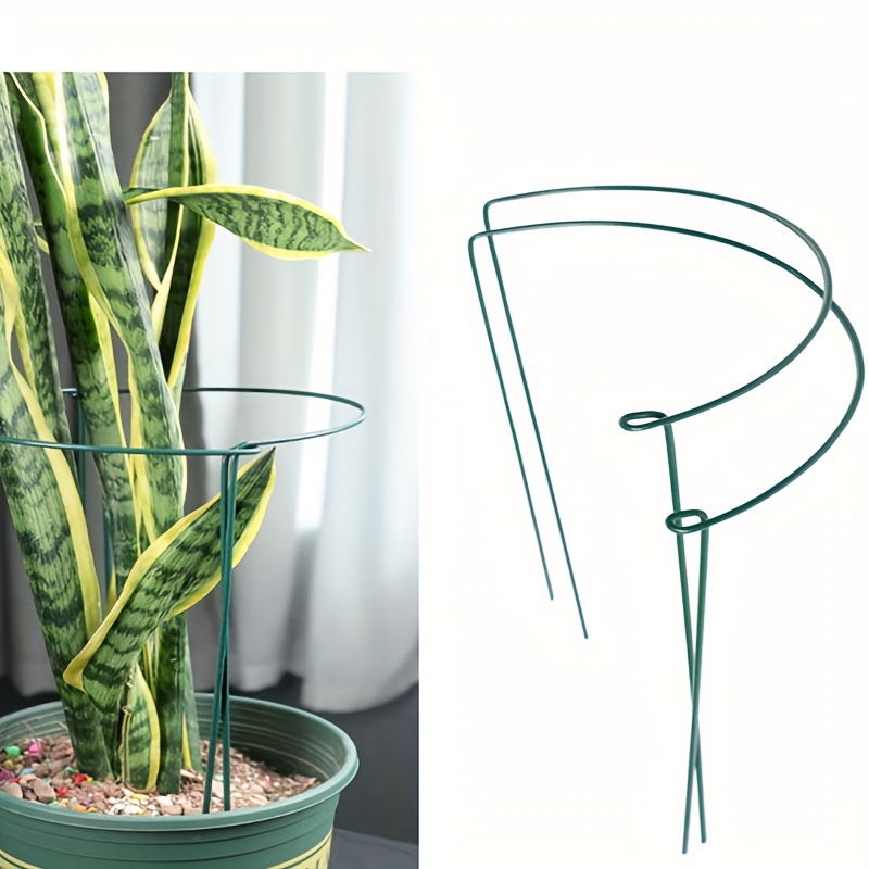 sansevieria black star Sansevieria Hahnii 'Black Star'