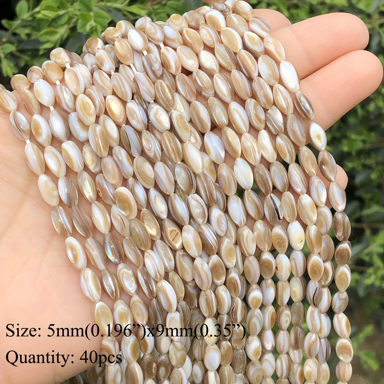 Natural Brown Round Rice Shape Horseshoe Snail Freshwater Shell