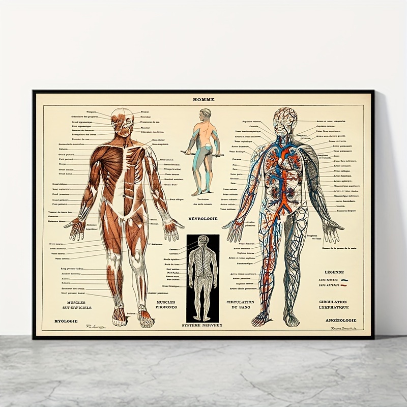 1 Poster Anatomia Umana Stampa Artistica Parete Medica Foto - Temu Italy