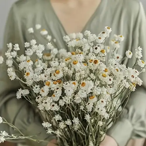 MLSG 100 stems Natural Dry Flowers Brazilian Small Star Daisy Decorative  Dried flowers Mini Daisy Chamomile Bouquet for Wedding Floral Arrangements