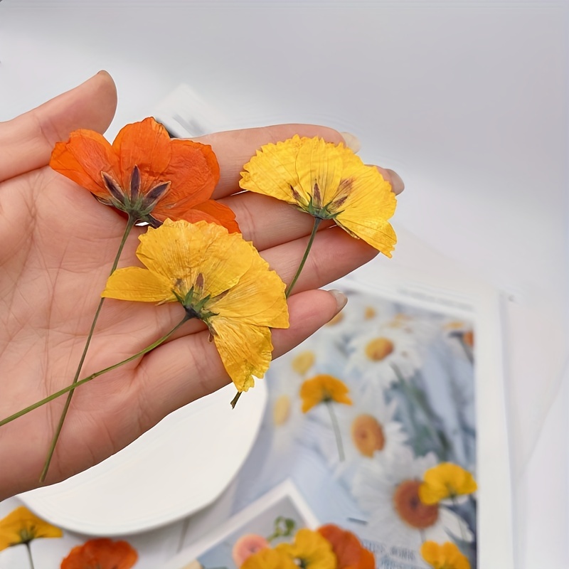 Create Unique Diy Projects With Dried Pressed Flowers Bulk - Temu