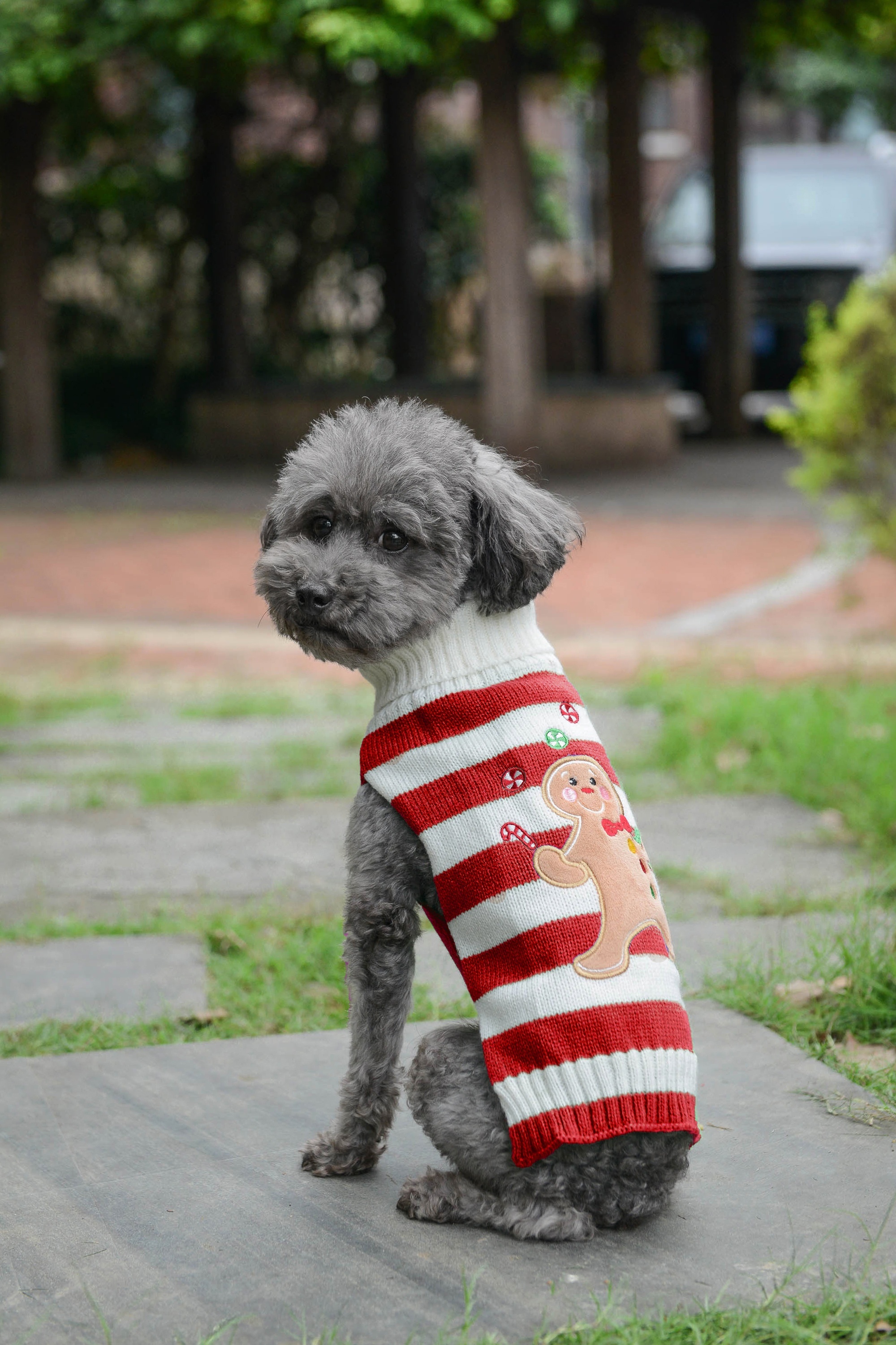 Christmas sweaters hotsell for large dogs