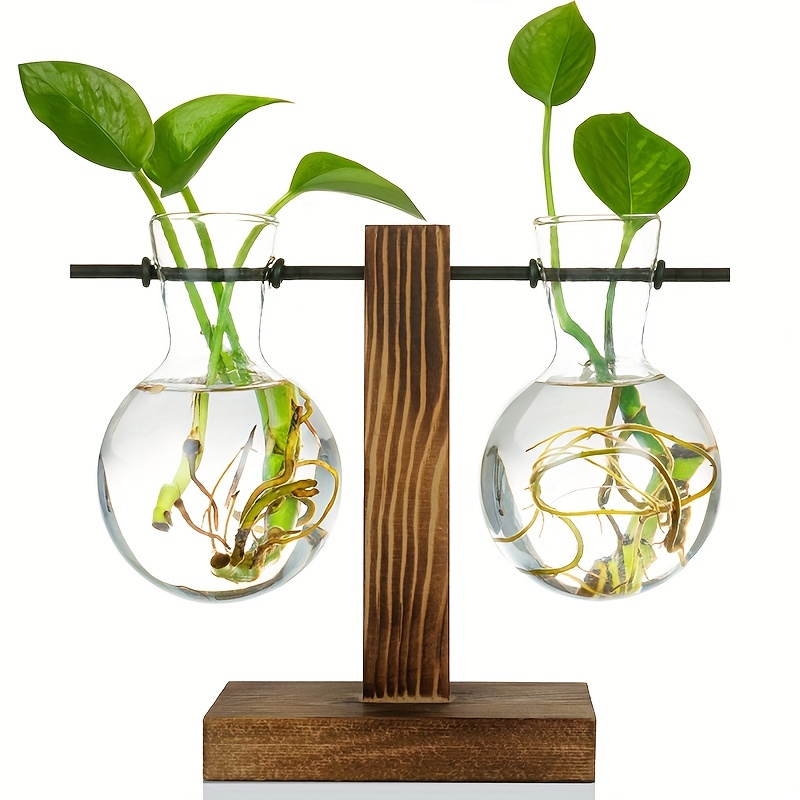 LESES Vase en verre pour plantes à air, terrarium, oignons, plantes en  verre avec balançoire, stations de propagation pour plantes hydroponiques,  bureau, jardin de maison - Vase à 3 oignons : : Jardin