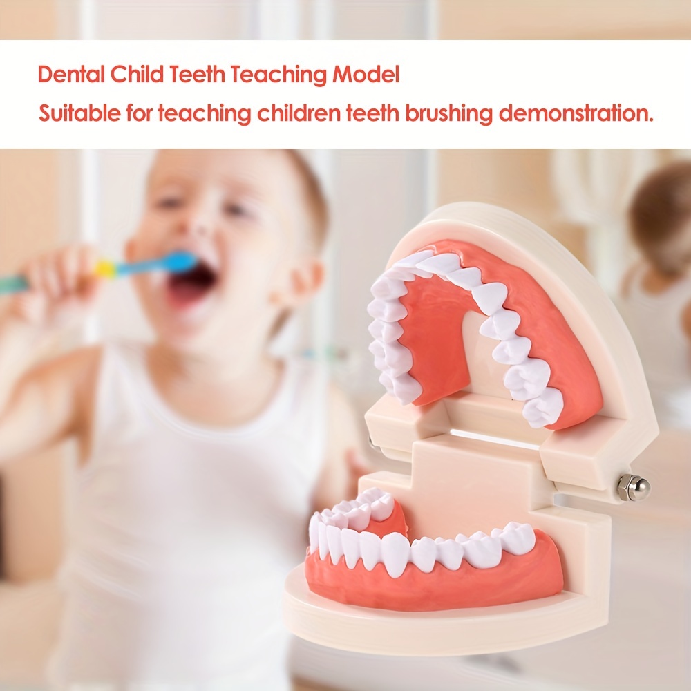 Modèle Dentaire Pédagogique Modèle de brossage des dents, modèle  d'enseignement de dentiste, modèle de dents d'enseignement dentaire 2X  modèle de