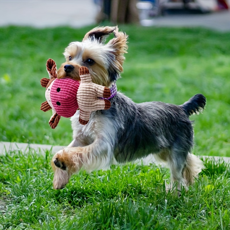 Set de juguetes para perros de tamaño pequeño y cachorros. - Para