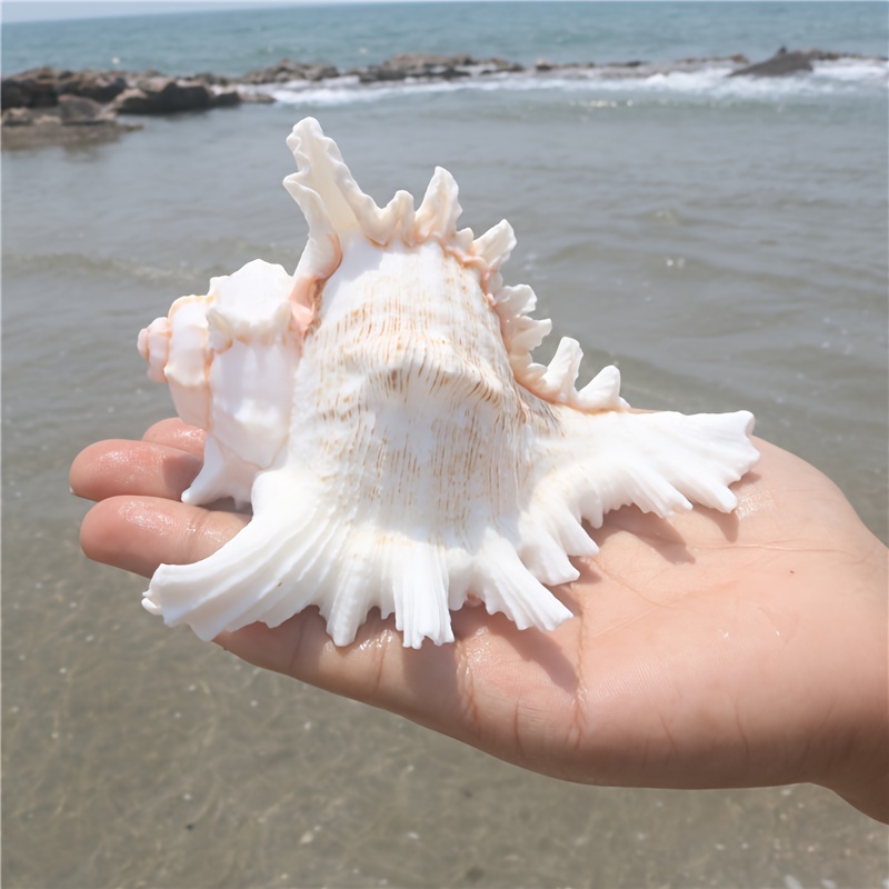 Conchas Mar Naturales, Conchas Caracol, Coral Blanco Estrella Mar  Decoración Acuarios - Mascotas - Temu Chile